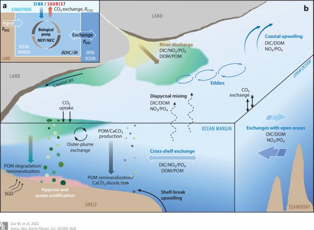 coastal ocean carbon cycle